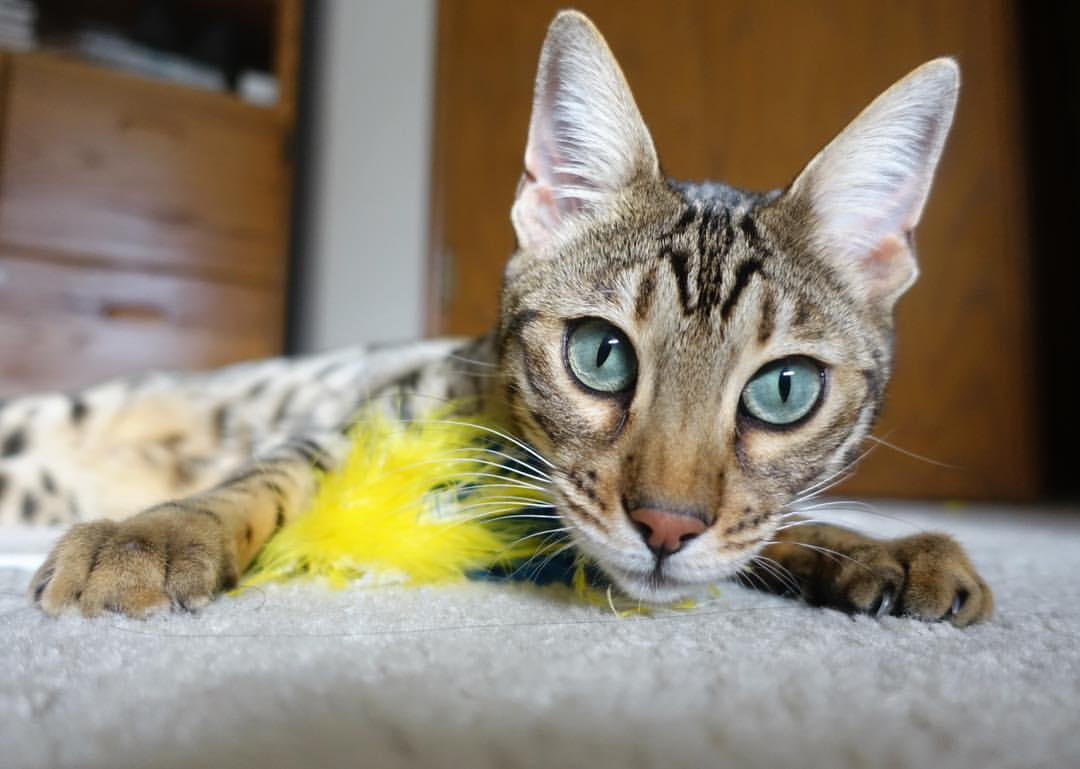 横跨胜负的双子星闪耀，印尼队力克中国队，陈雨菲刷新纪录