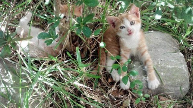足球外交，国际米兰洪都拉斯主场力克强敌，阿劳霍末节统治级表现锁定胜局