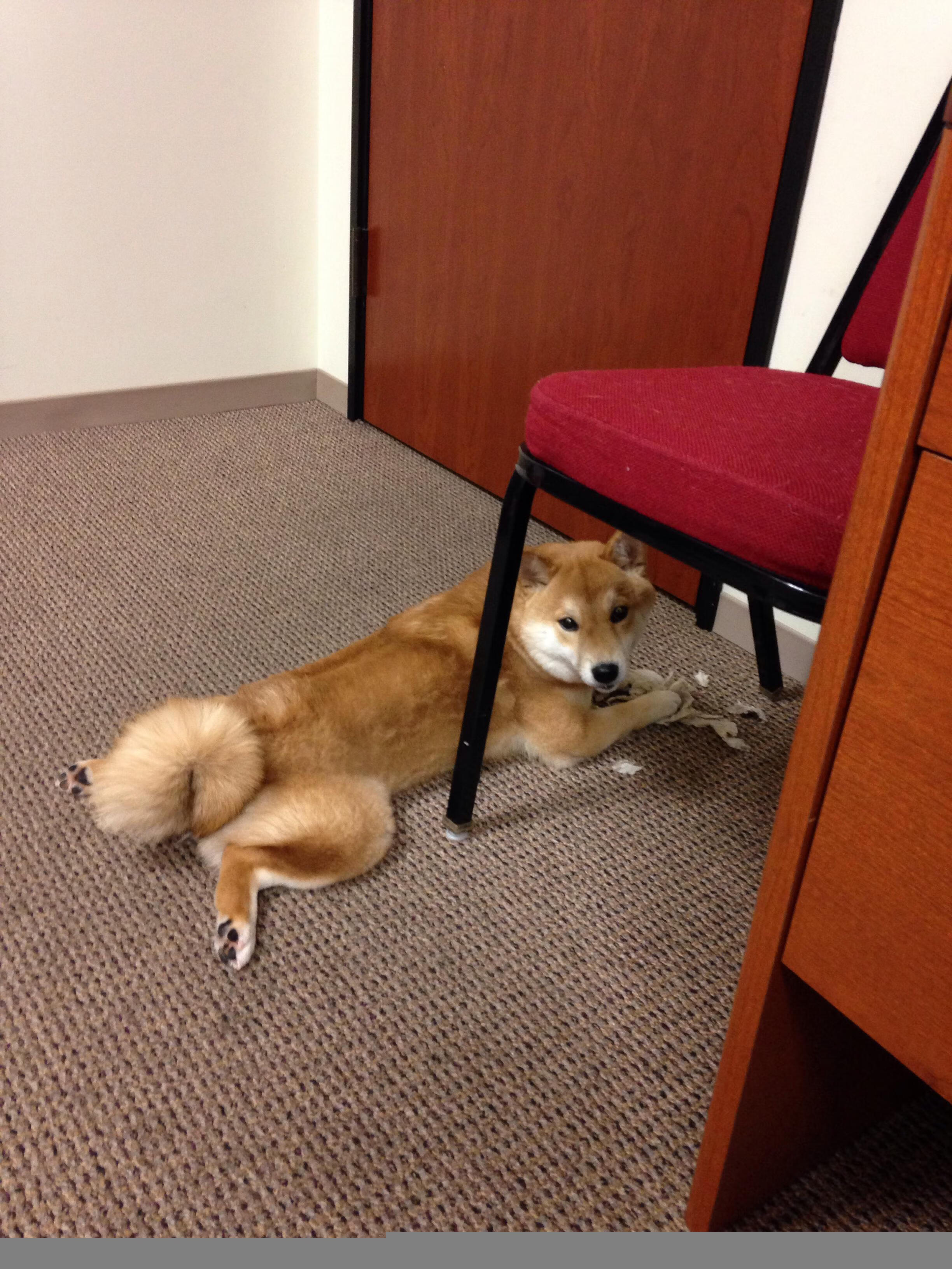 雪橇滑过险峰，德里赫特之夜与奥运周期的唯一性回响