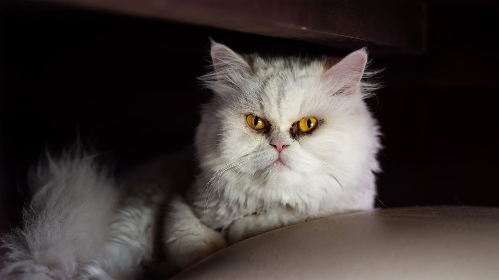 金靴的轨迹,卡拉斯科在德甲争冠夜的惊世划线