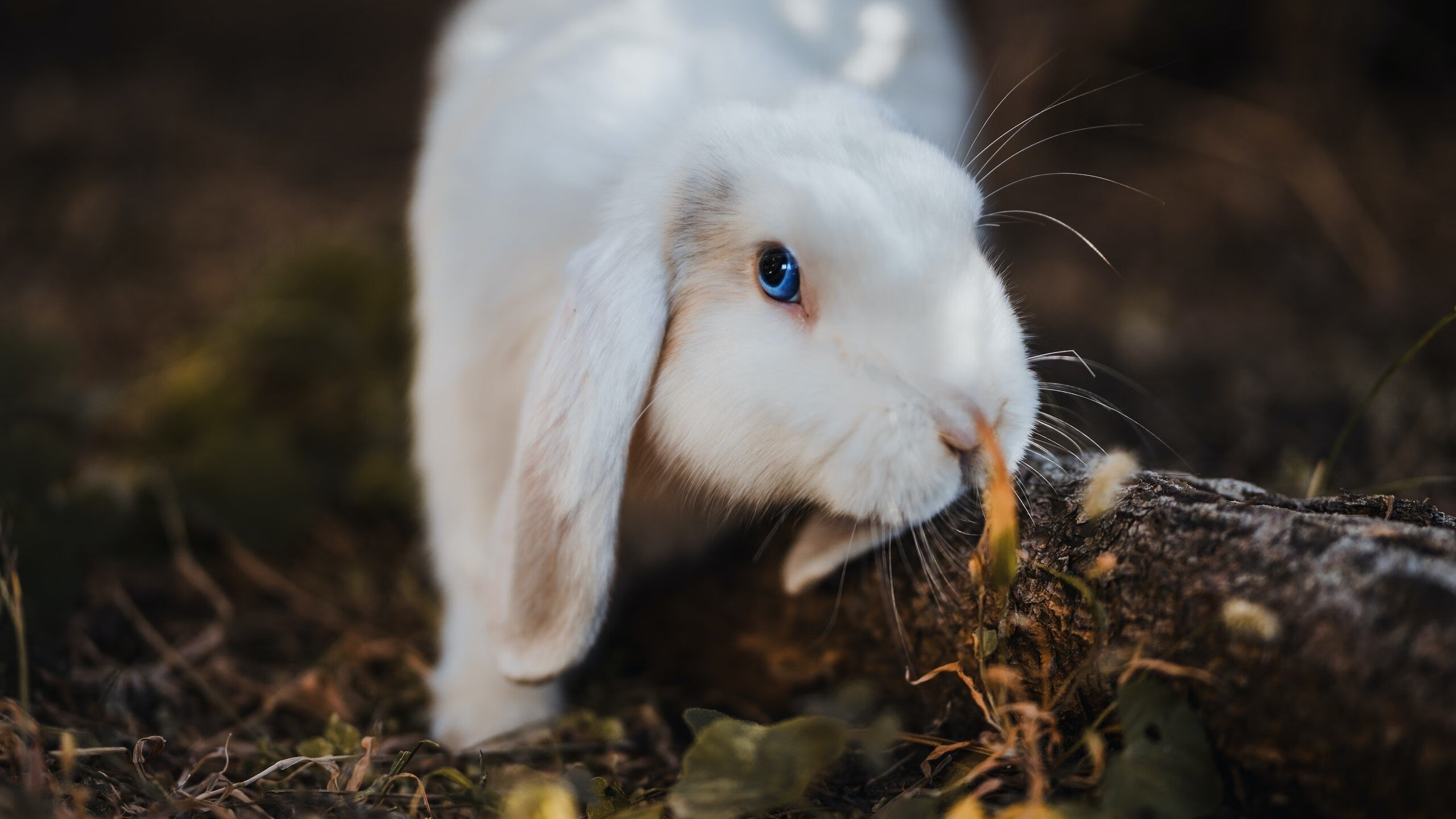 爱游戏大厅-草根英雄与孤独核心，活塞的团队火焰如何淬炼太阳的巨星光芒