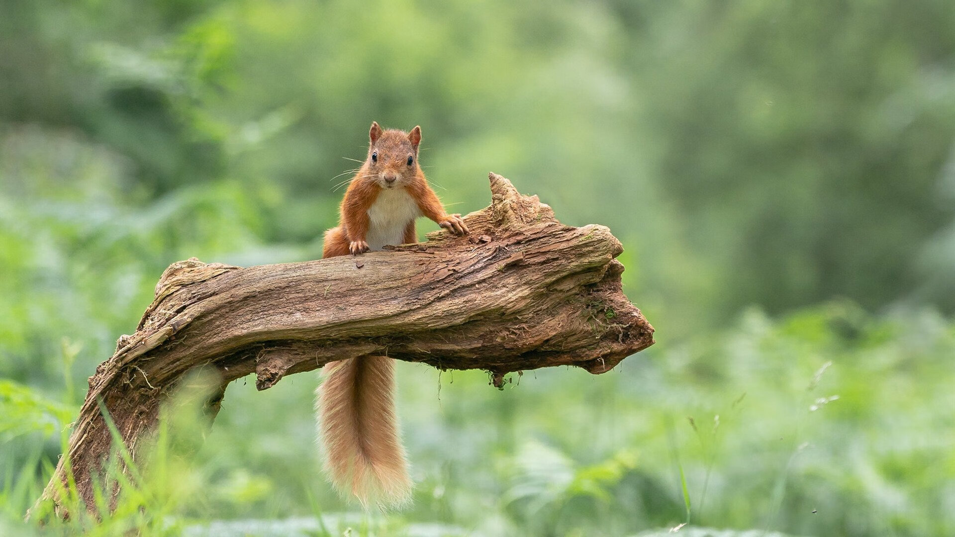 数字绿茵场,当佛罗伦萨在EA Sports FC争冠战中踢出威尔士,戈麦斯的服务器永不掉线