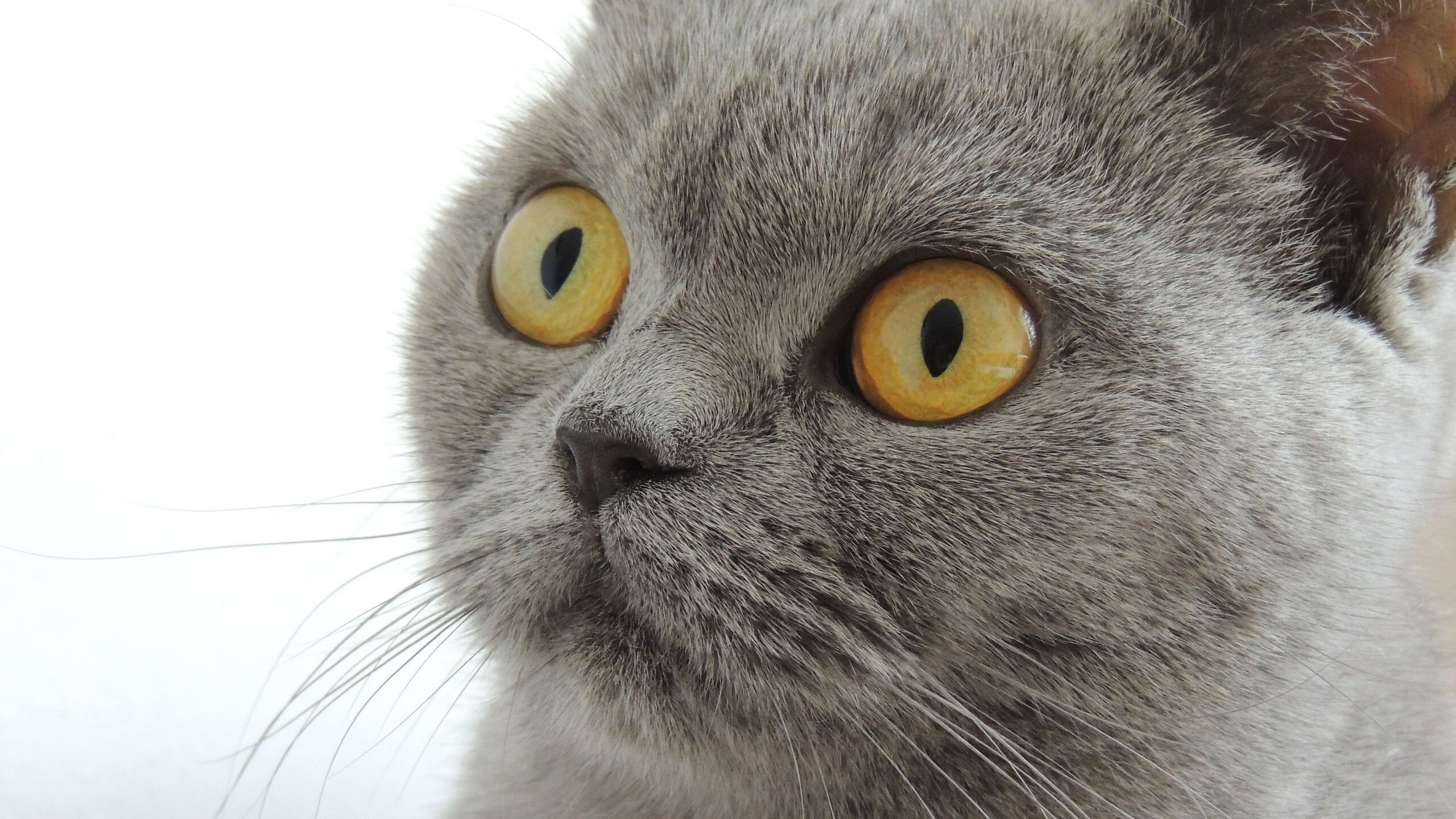 当世界倾斜时,篮球与足球的唯一真相