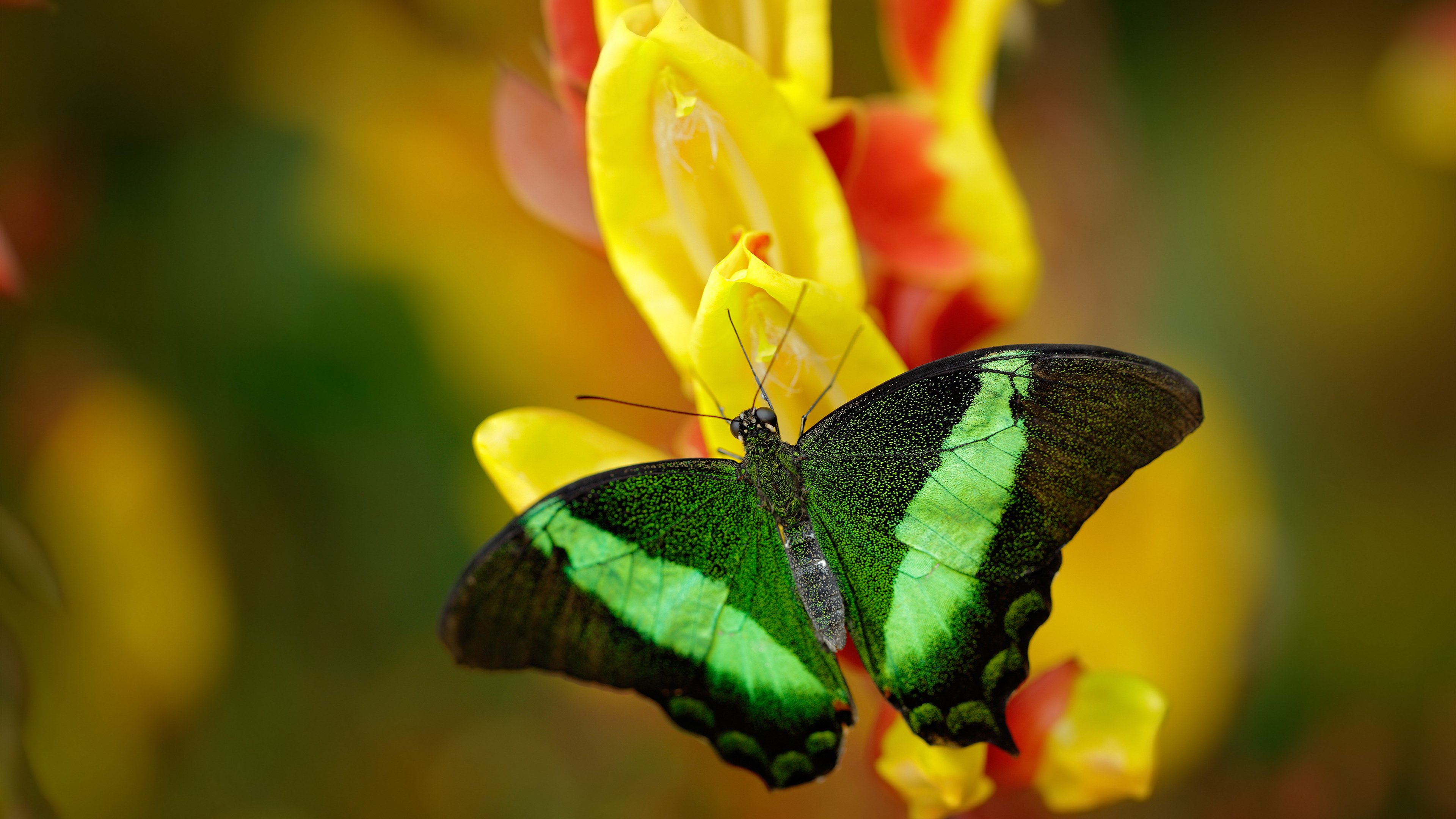 塞维利亚爆冷提前终结皇马悬念，卡拉斯科一锤定音成关键先生