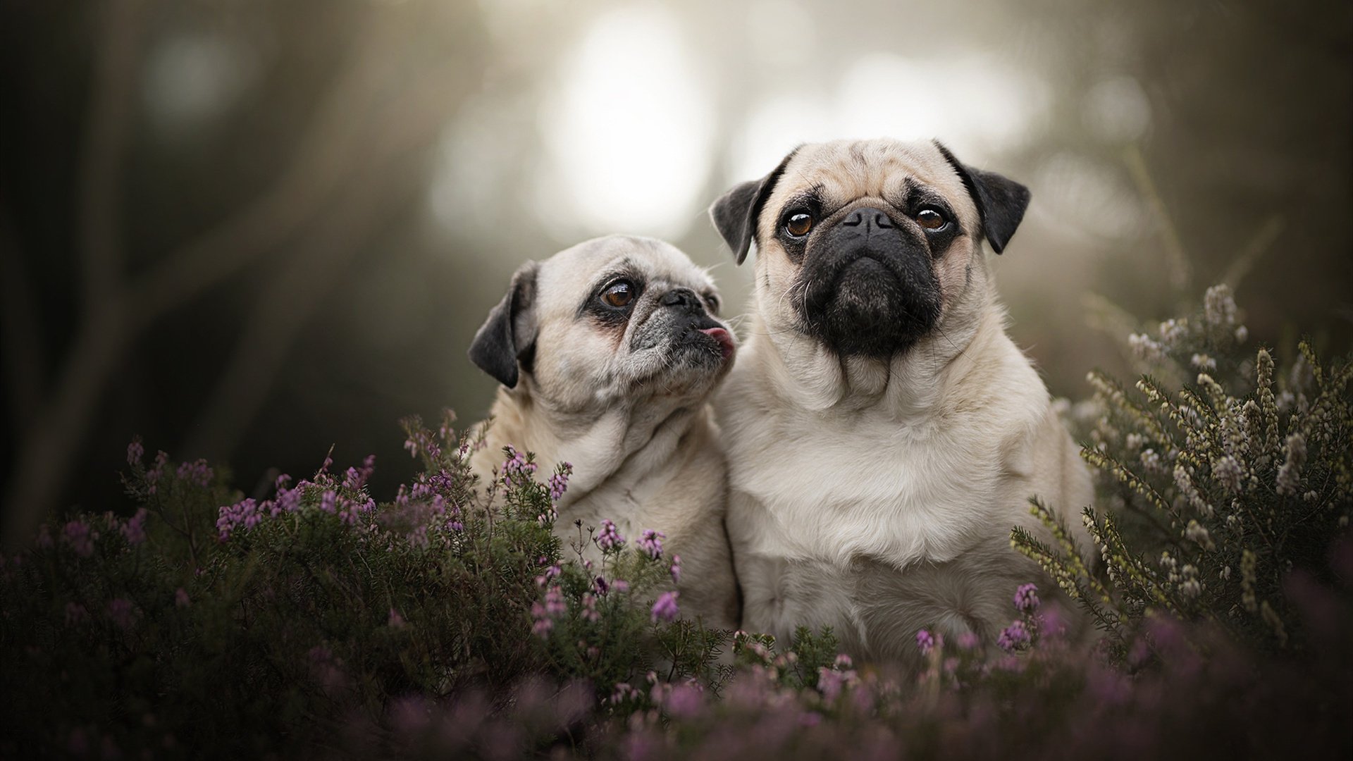 炼金术士与航海家，当克莱的三分雨淬炼独行侠的孤胆航线
