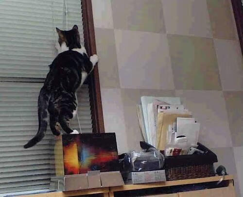 双城记，德甲争冠战与快船勇士的跨洋回响