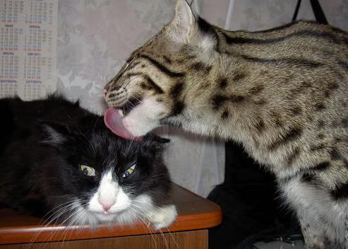 双线战场的命运共振,欧冠史诗夜与雄鹿的绝对压制