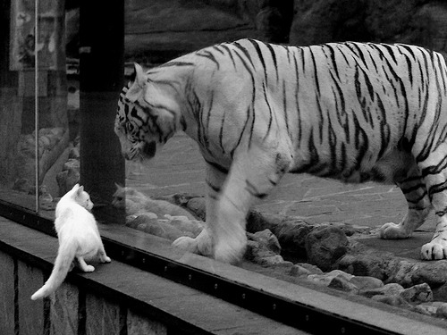 当德罗赞空降辽宁队,一场跨界篮球缘分的降维打击