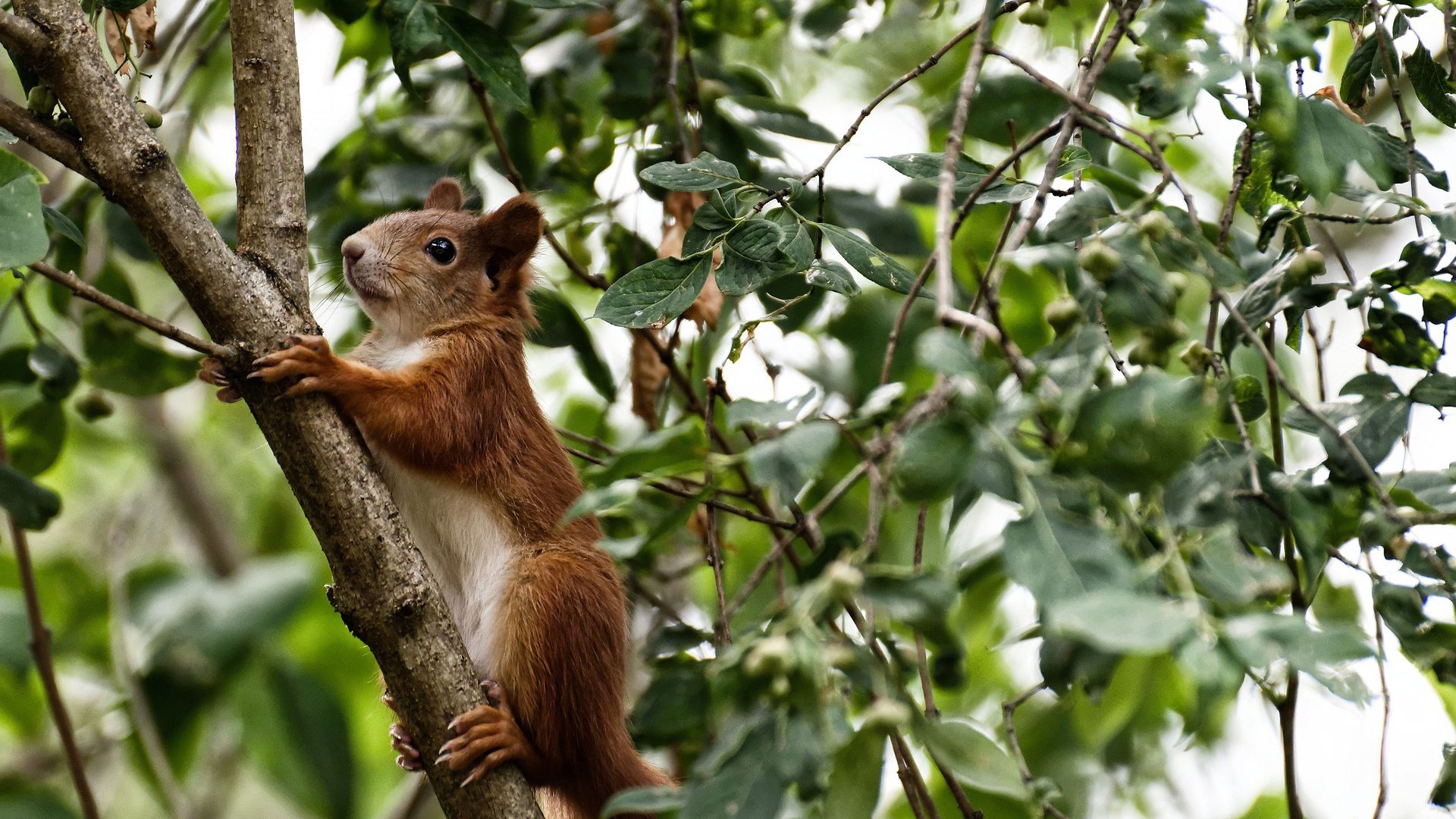 欧冠上演维京风暴,无名挪威战舰击沉法甲豪门马赛