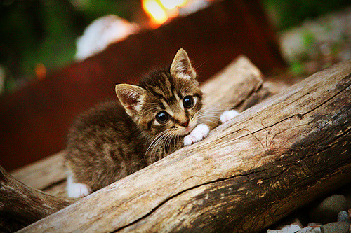 从班凯罗到勇士,节奏的完全掌控,终结的艺术