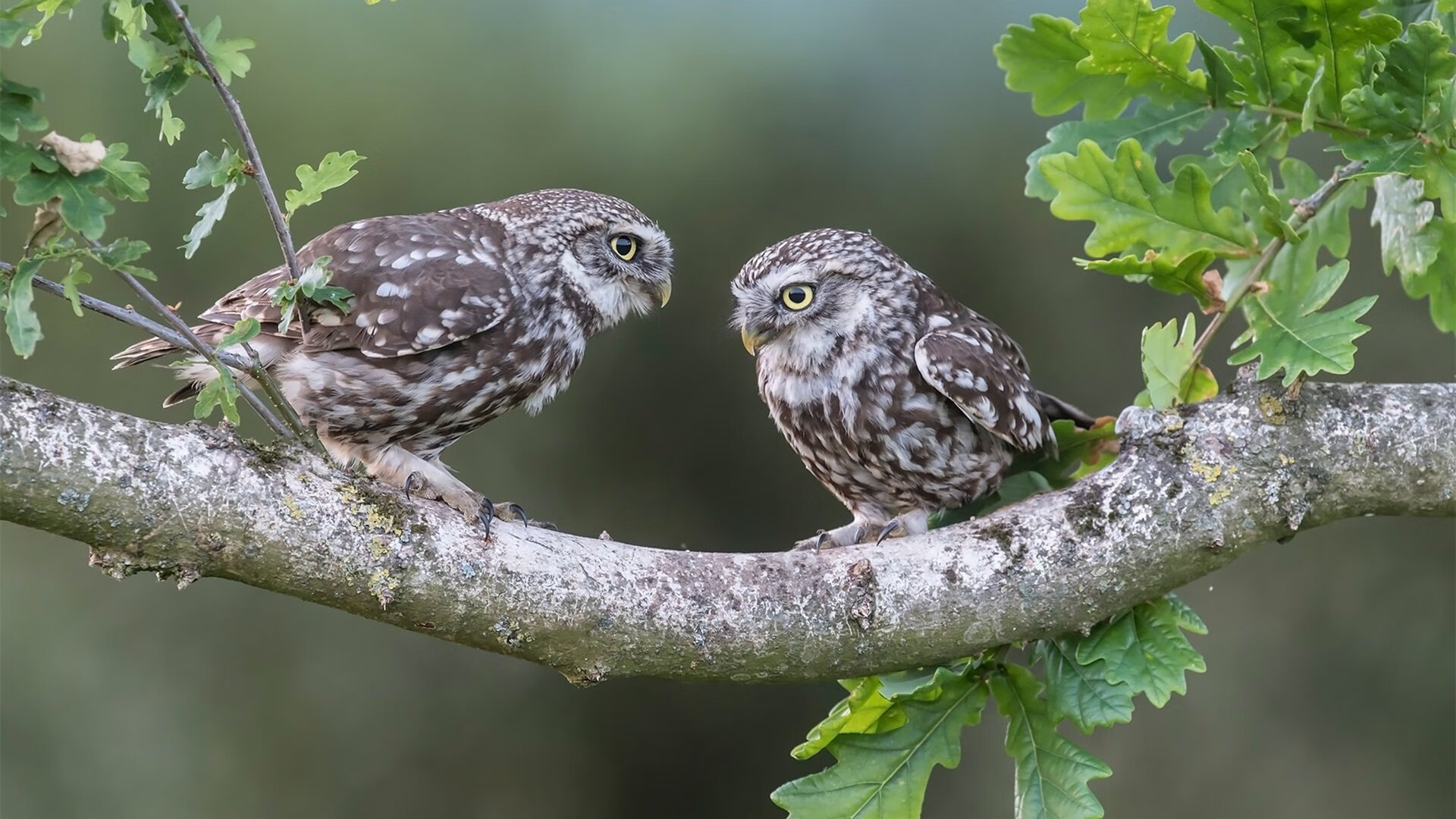 把整片天空当作画布，马克西在总决赛之夜的极限飞跃