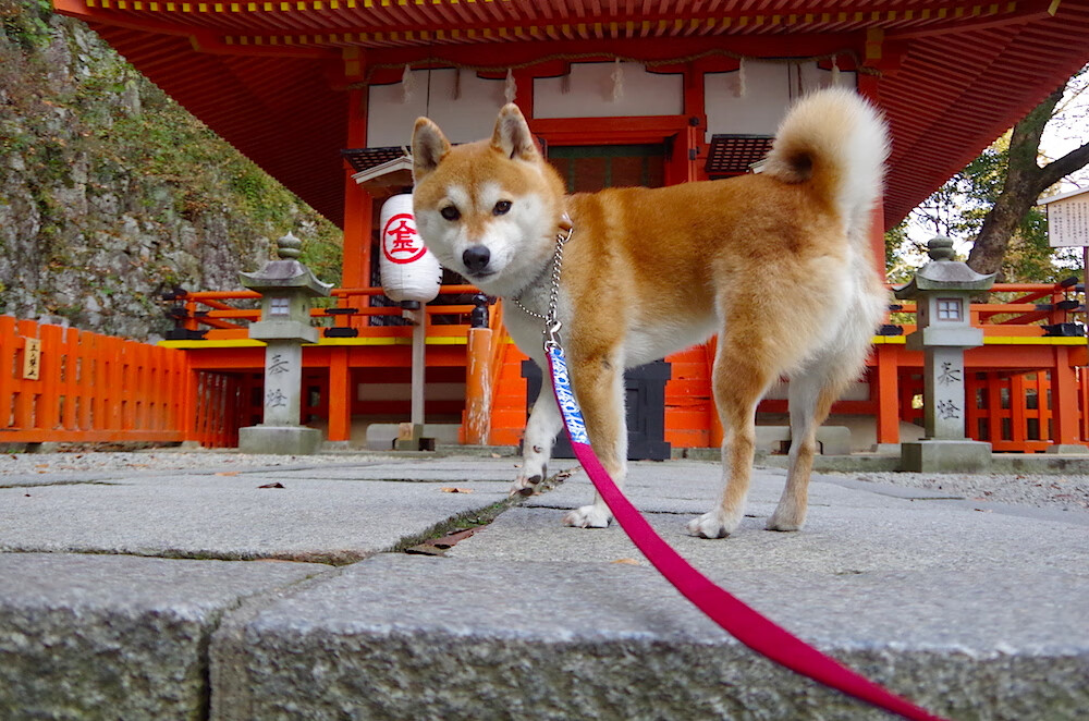 当上海队稳稳拿下鹈鹕，利拉德在德国夜空下接管比赛，一场横跨太平洋的能量守恒