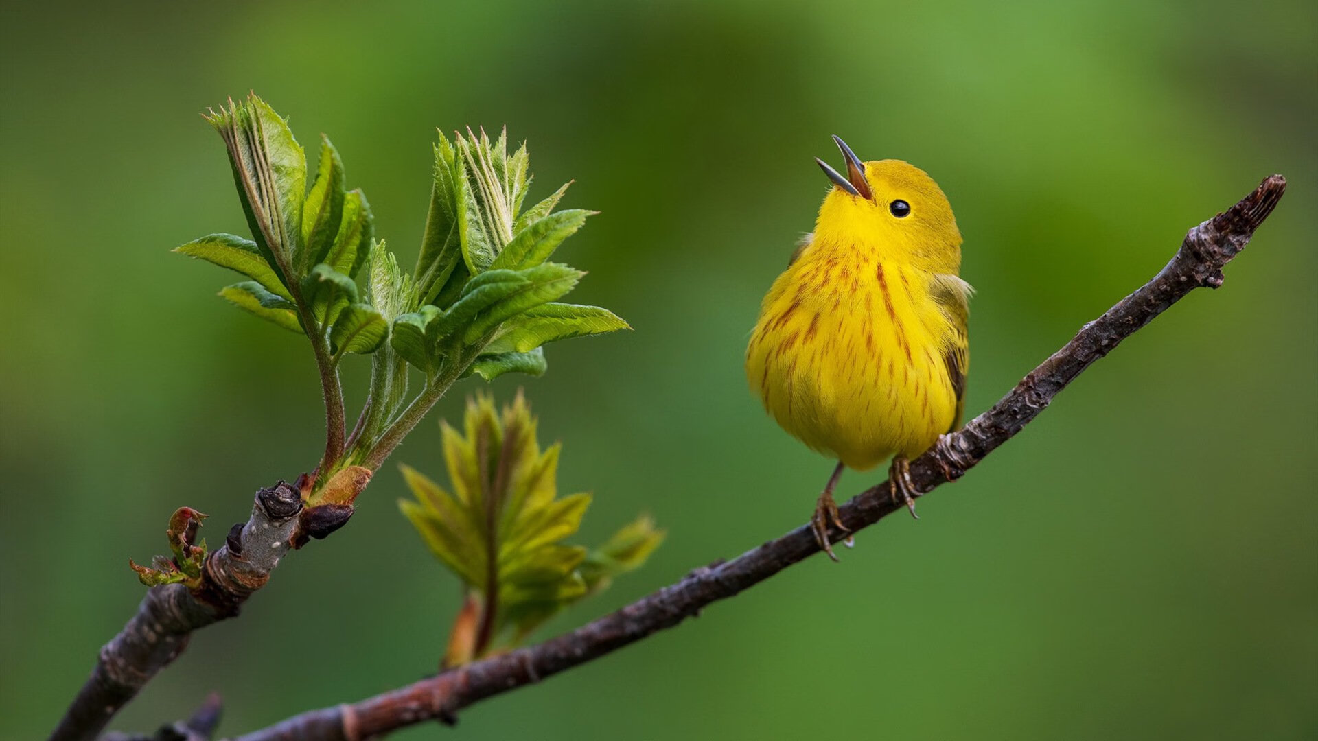 爱游戏入口-风暴之眼，厄德高在贝蒂斯与牙买加的史诗对决中定义自我