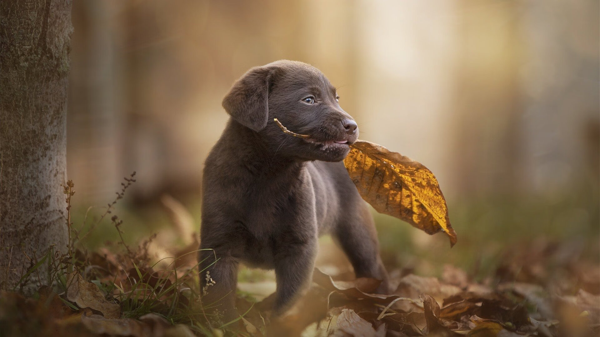 溢价时代与真实价值，国际米兰与阿森纳的哲学之战