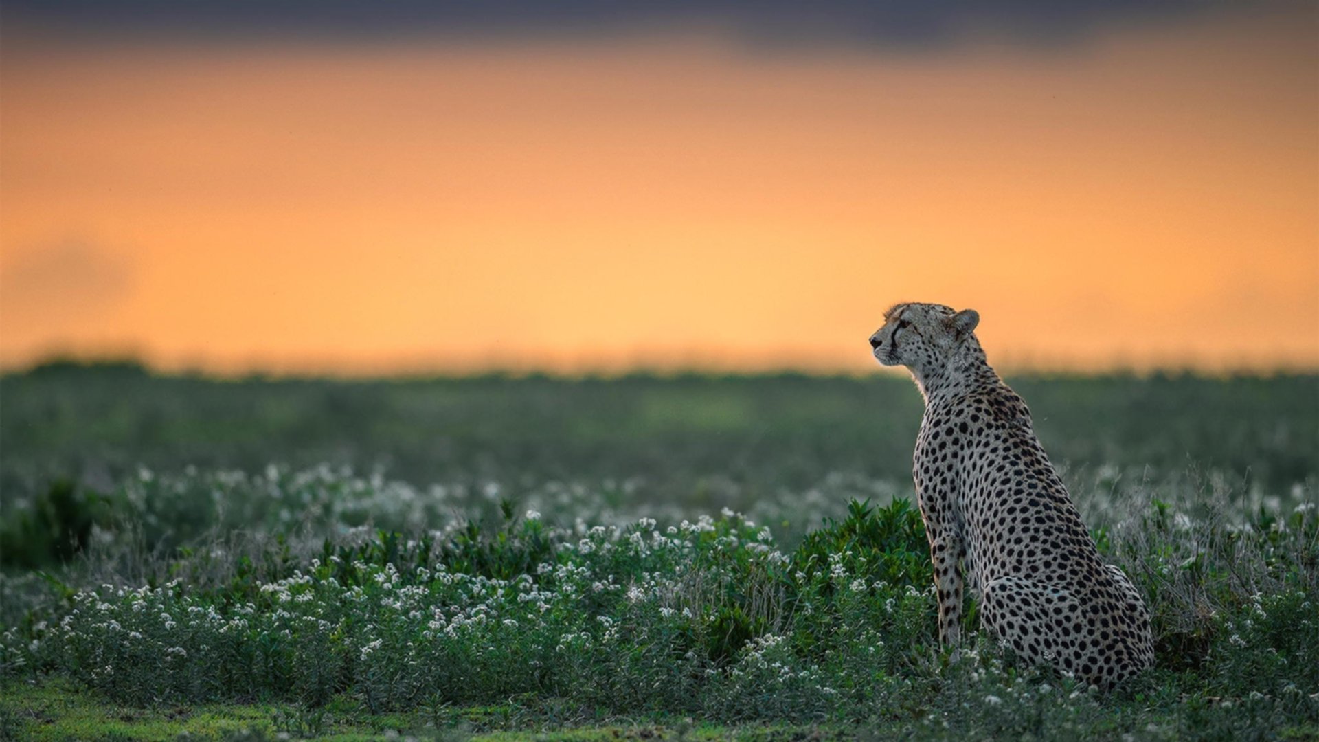 终极幻想，当马刺之魂跨越山海，约基奇在东方写下黄金诗篇