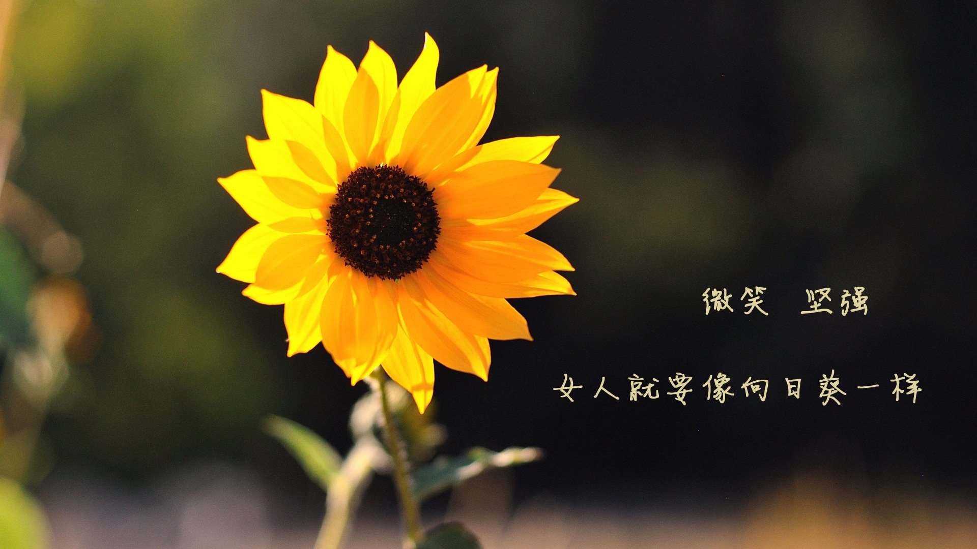 爱游戏娱乐-王者之殇，2026世界杯D组，葡萄牙的孤勇与范戴克的致命挽歌